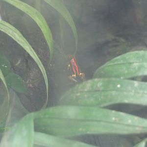 Ranitomeya uakarii