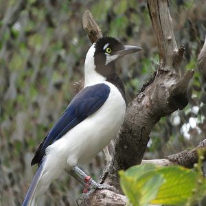 White-tailed Jay