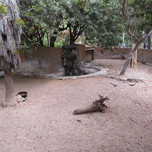 Mountain Tapir Exhibit