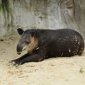 Baird's Tapir