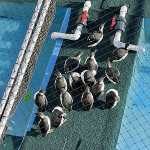 Research flock of Common Murres