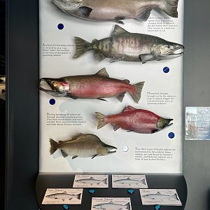 Alaska’s Salmon