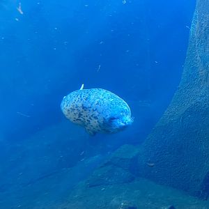 Harbor Seal