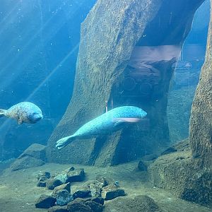 Harbor Seal and Spotted Seal