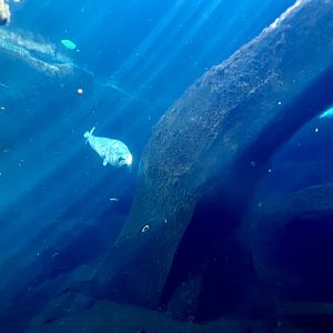 Harbor Seal