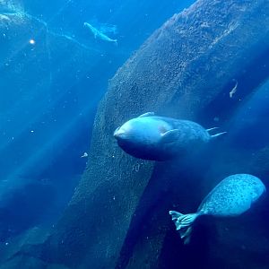 Spotted Seal, Ringed Seal, and Harbor Seal