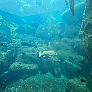 Sea Bird Aviary lower level