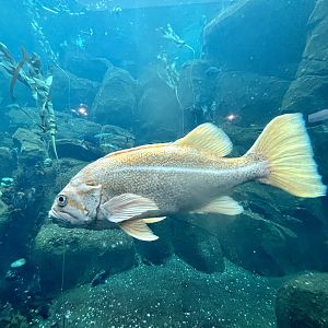 Sea Bird Aviary lower level