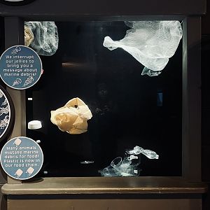 “jellyfish” exhibit