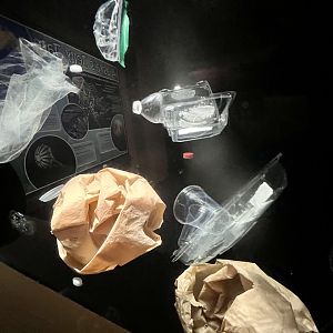 “Jellyfish” Exhibit