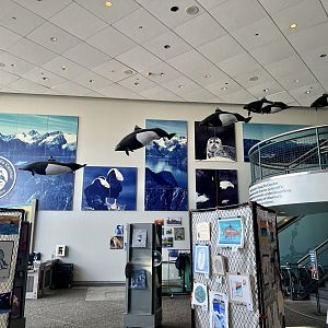 Dall Porpoise replicas