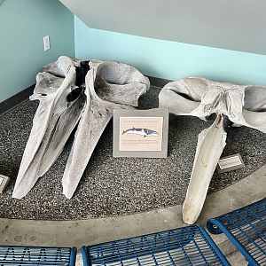 Whale Skulls