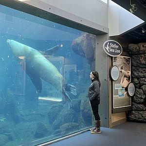 Steller Sea Lion and Keeper