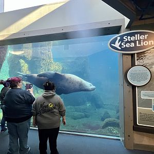 Steller Sea Lion