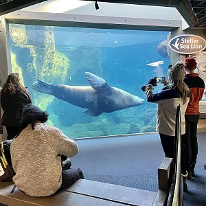 Steller Sea Liom