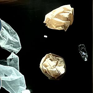 “Jellyfish” Exhibit