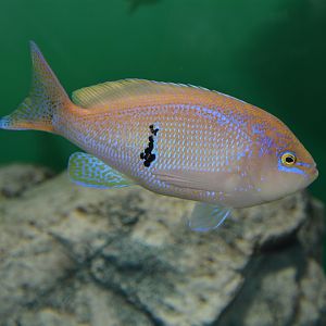 Barber perch (Caesioperca rasor)