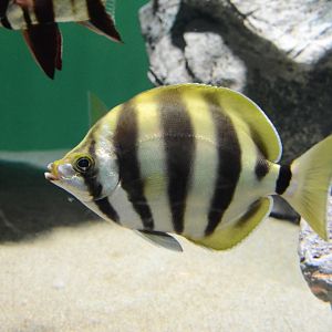 Moonlighter (Tilodon sexfasciatus)