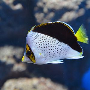 Hawaiian butterflyfish (Chaetodon tinkeri)