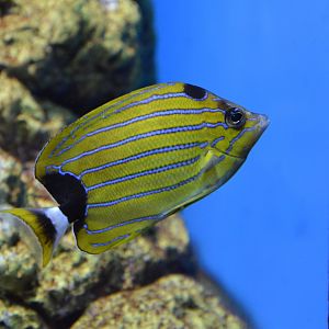 Bluestripe butterflyfish (Chaetodon fremblii)