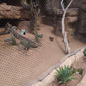 Roadrunner/Burrowing Owl Enclosure