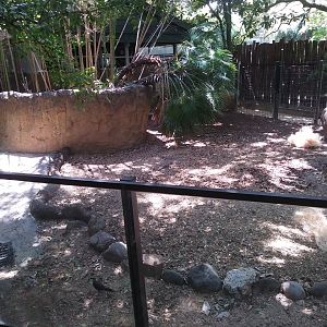 Old Babirusa Enclosure