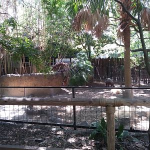 Old Babirusa Enclosure