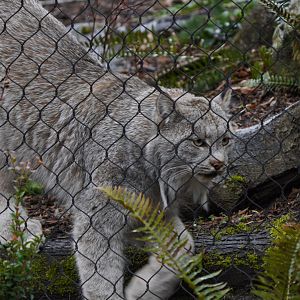 Canada Lynx
