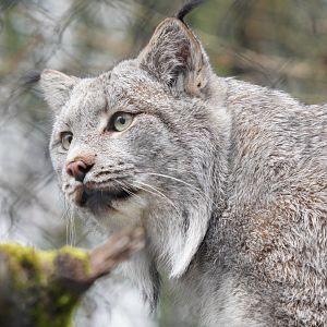 Canada Lynx
