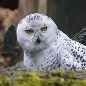 Snowy Owl