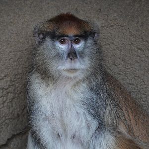 Patas Monkey