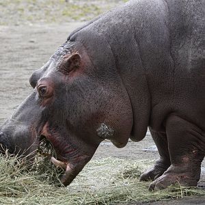 Hippopotamus