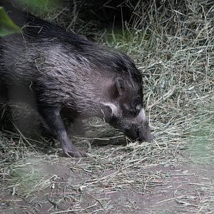 Visayan Warty Hog