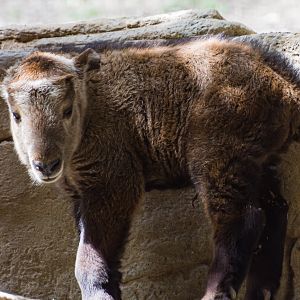 5 day old Golden Takin.