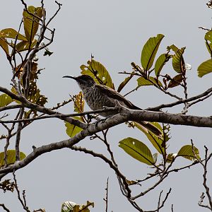 Barred Honeyeater