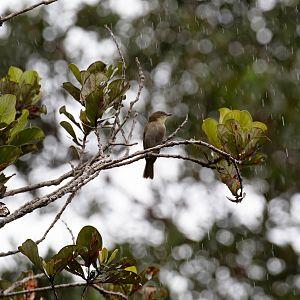 Fan-tailed Gerygone (juvenile