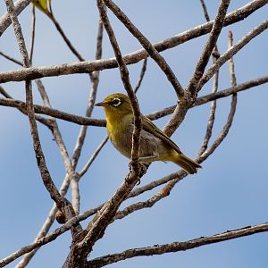 Green-backed White-eye