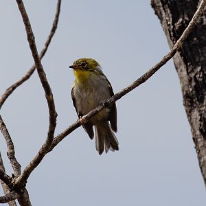 Green-backed White-eye (juvenile)