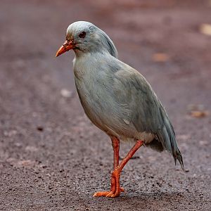 Kagu