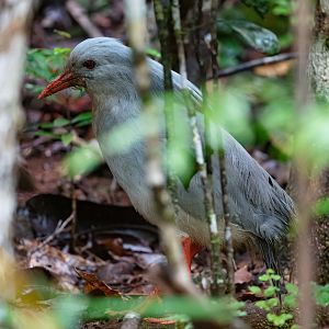 Kagu