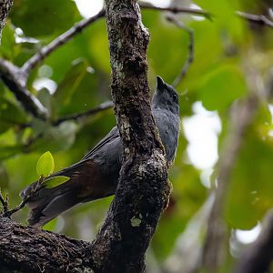 New Caledonian Cuckooshrike