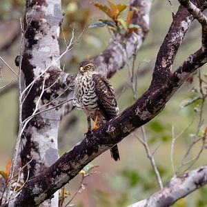 New Caledonian Goshawk (juvenile)