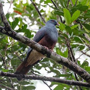 New Caledonian Imperial Pigeon