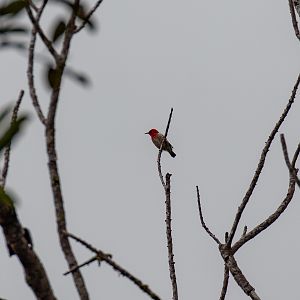 New Caledonian Myzomela