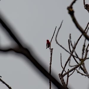 New Caledonian Myzomela