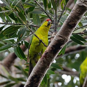 New Caledonian Parakeet