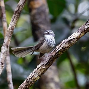 Streaked Fantail