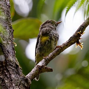 Yellow-bellied Flyrobin (juvenile)