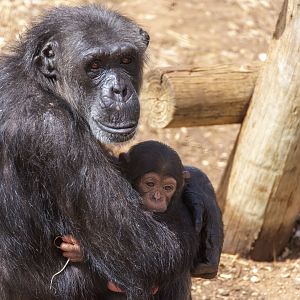 Chimpanzees 'Hannah' and 'Happy'