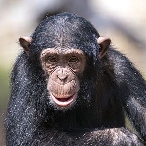 Chimpanzee 'Hope'
